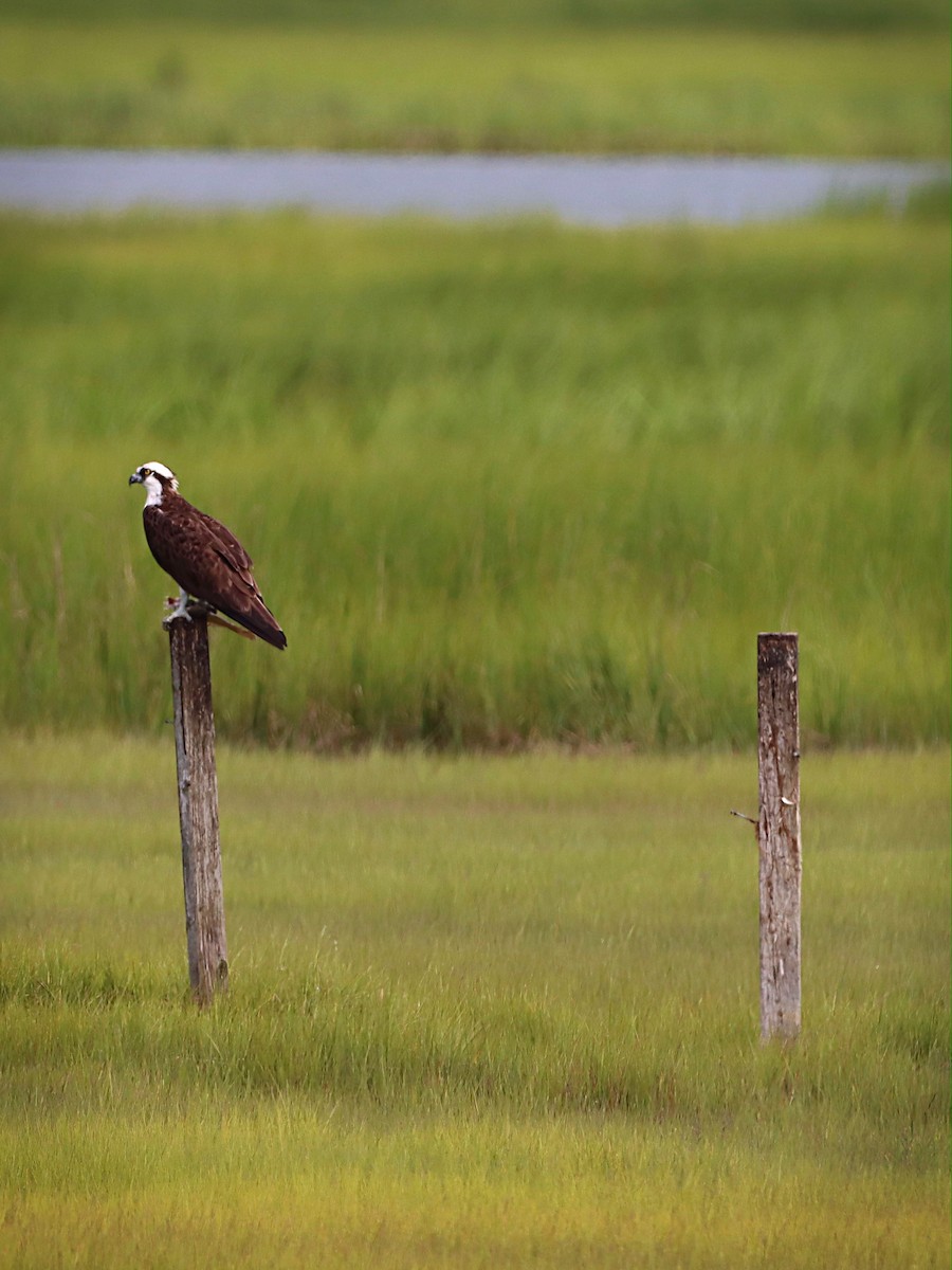 Osprey - ML252084861