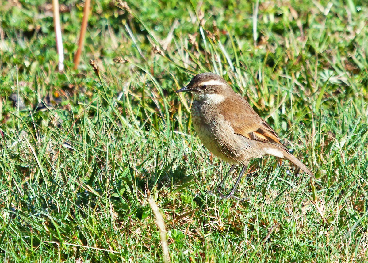 Chestnut-winged Cinclodes - ML252084871