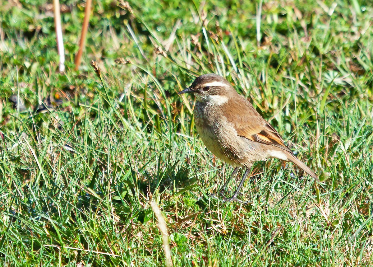 クリバネカワカマドドリ - ML252084871