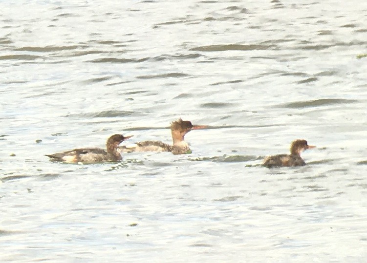 Red-breasted Merganser - Blair Whyte