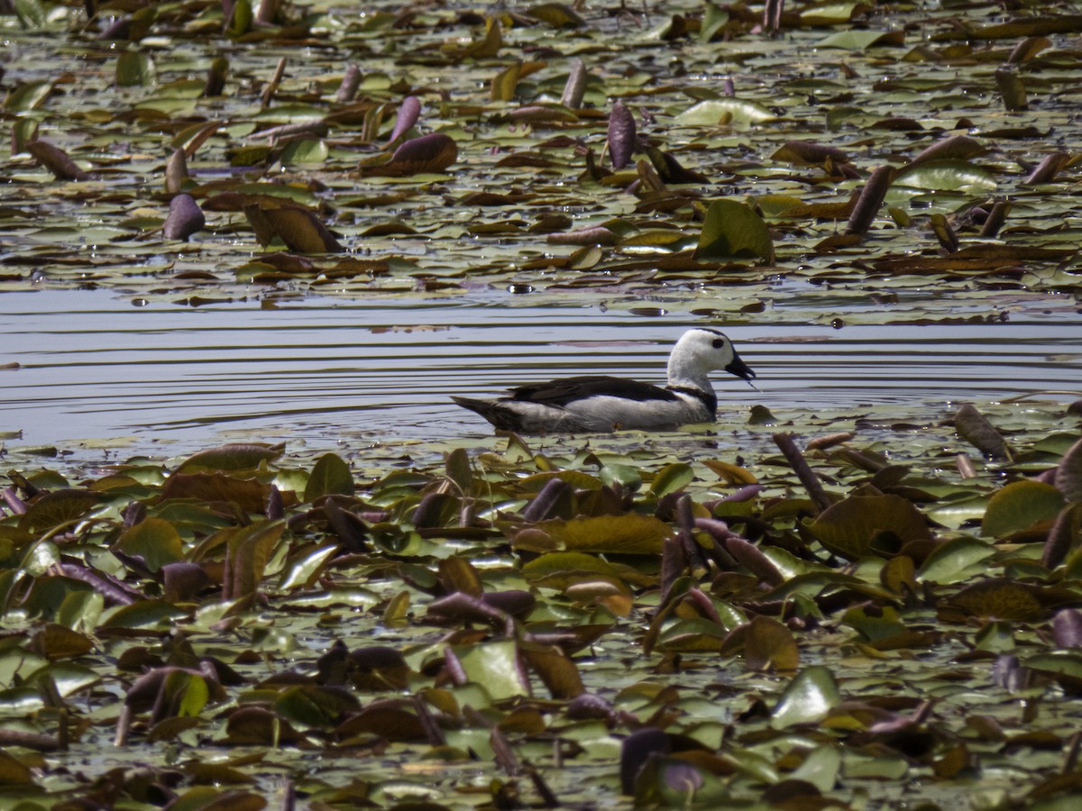 Cotton Pygmy-Goose - ML252087201