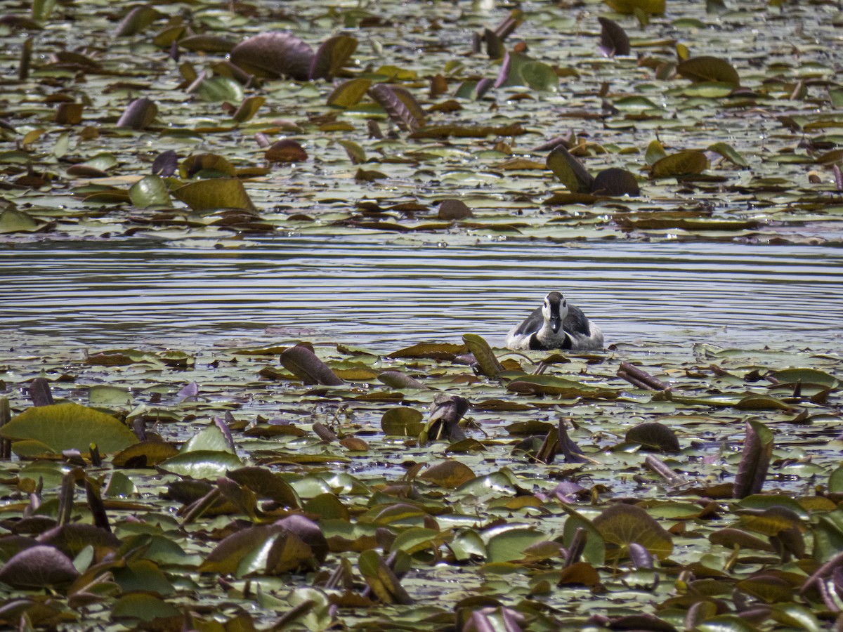 Cotton Pygmy-Goose - ML252087391