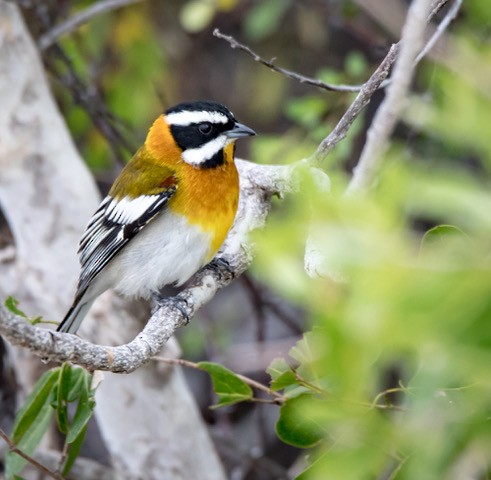 Western Spindalis - Doris Gertler