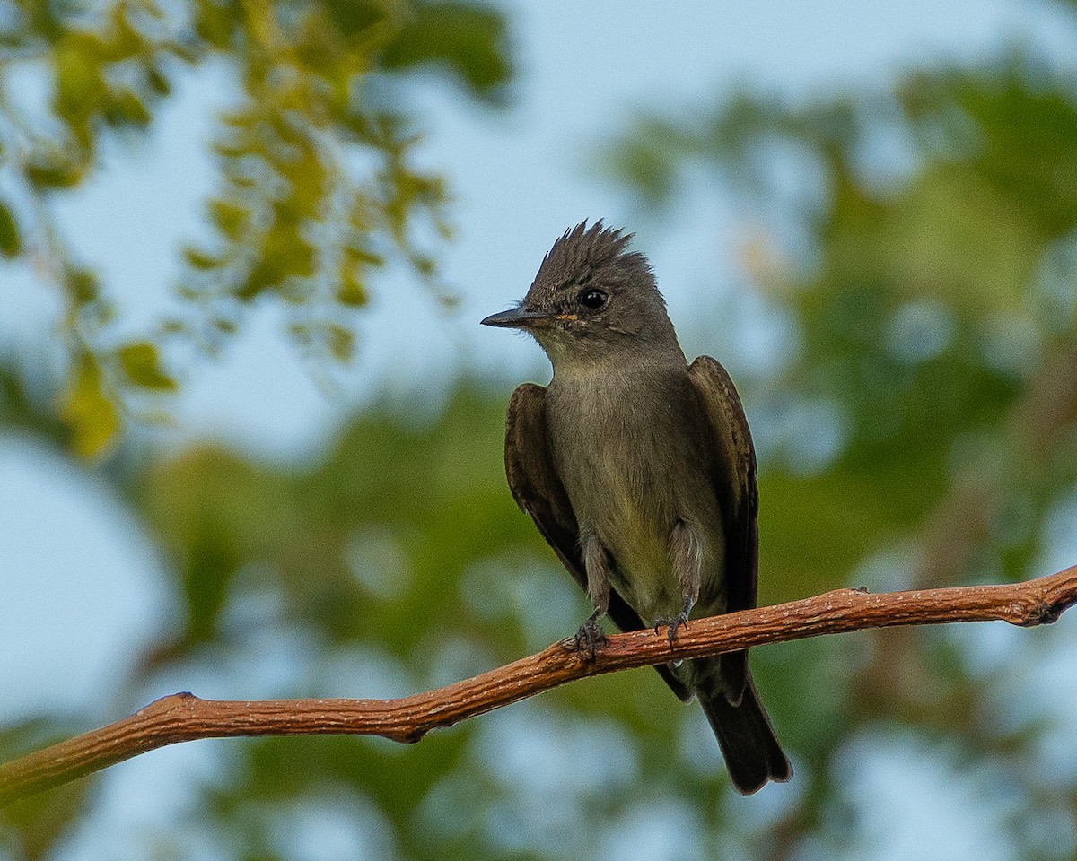 Western Wood-Pewee - ML252088521