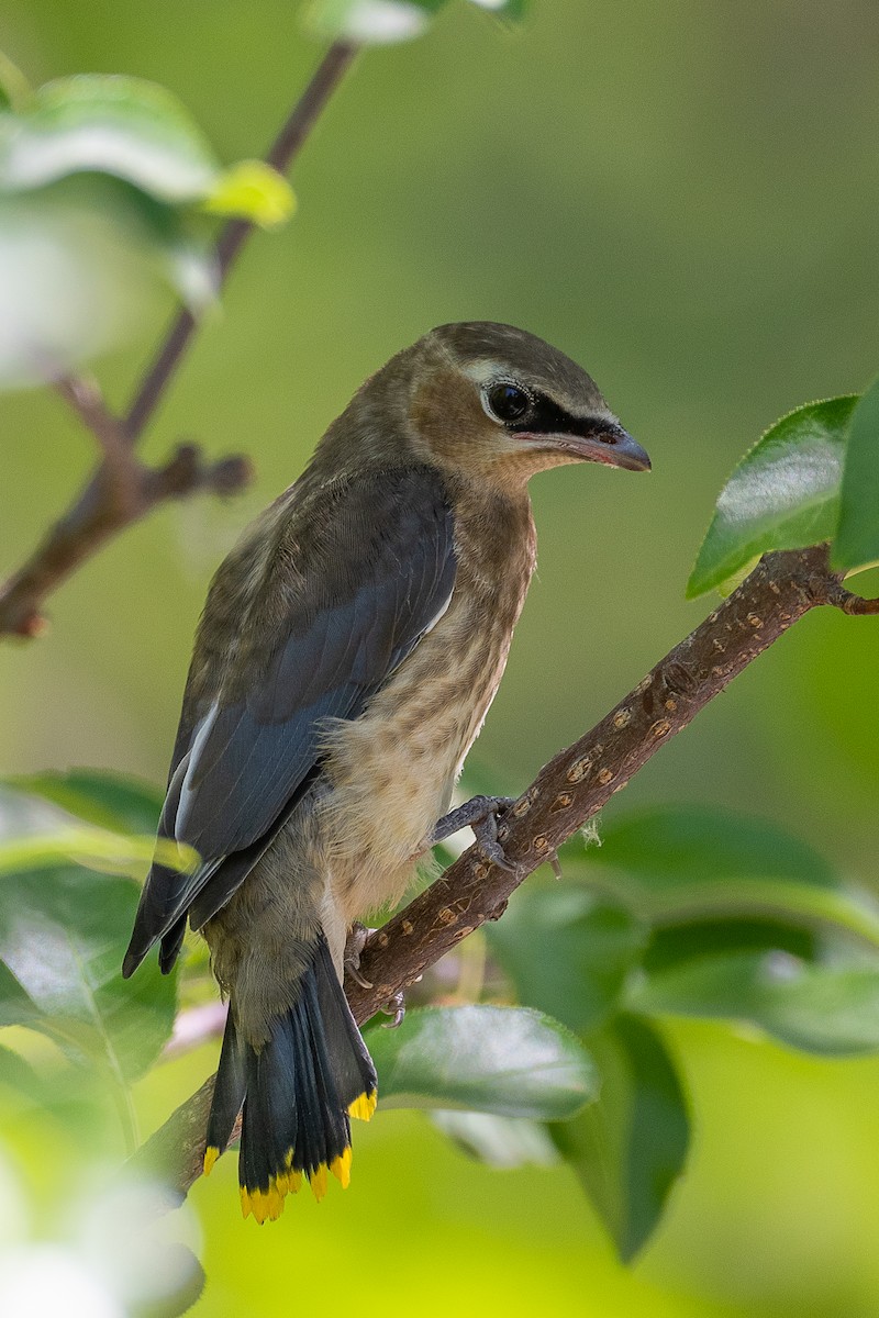 Cedar Waxwing - ML252088641