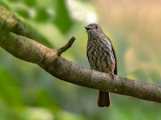 Female - African Shrike-flycatcher