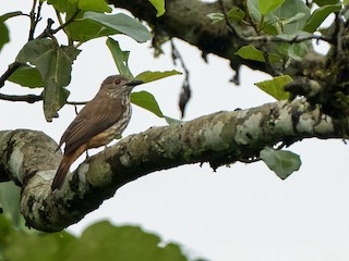 Female - African Shrike-flycatcher