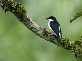 Male - African Shrike-flycatcher