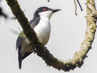 Male - African Shrike-flycatcher