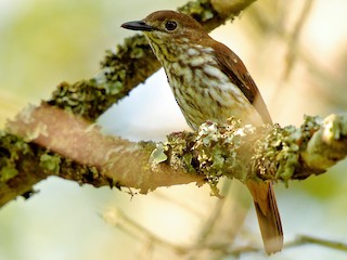 Female - African Shrike-flycatcher
