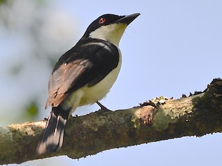 Male - African Shrike-flycatcher