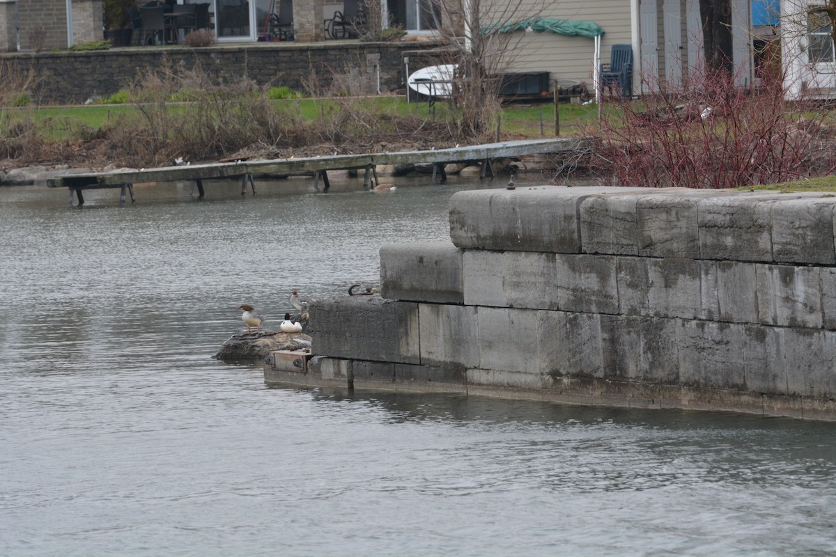 Common Merganser - ML252093031