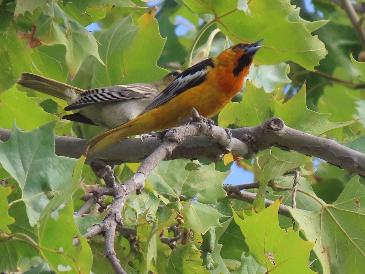 Oriole de Bullock - ML252096861