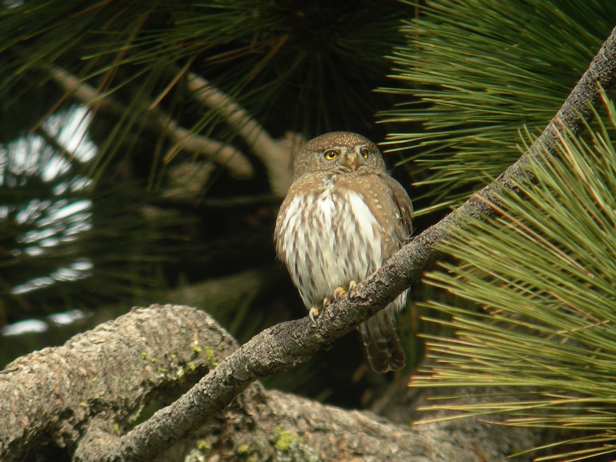 Northern Pygmy-Owl - Oscar Johnson