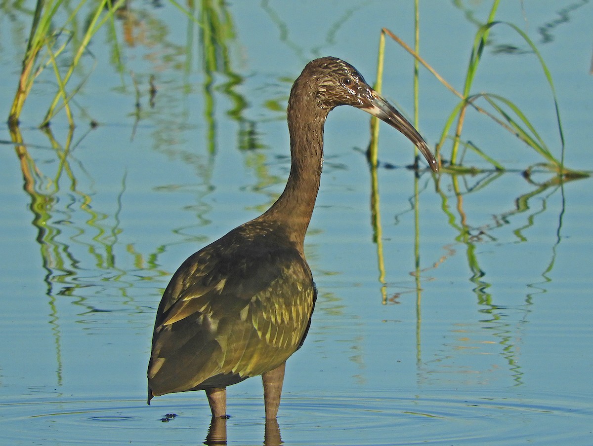 Ibis à face blanche - ML252098961