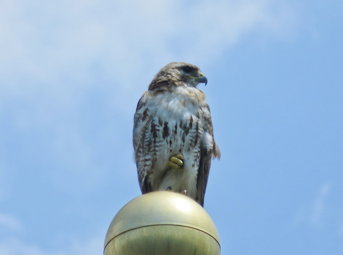 Red-tailed Hawk - ML252099141