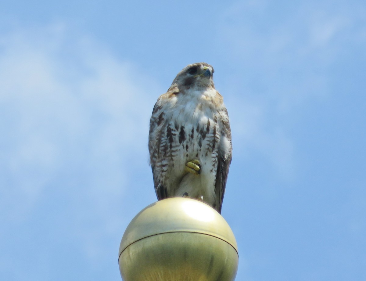 Red-tailed Hawk - ML252099151