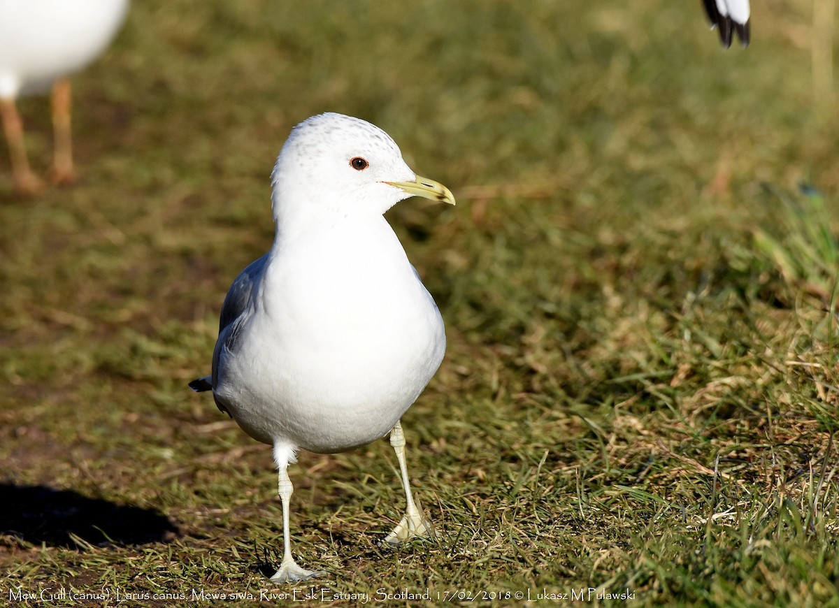 Common Gull - ML252099671