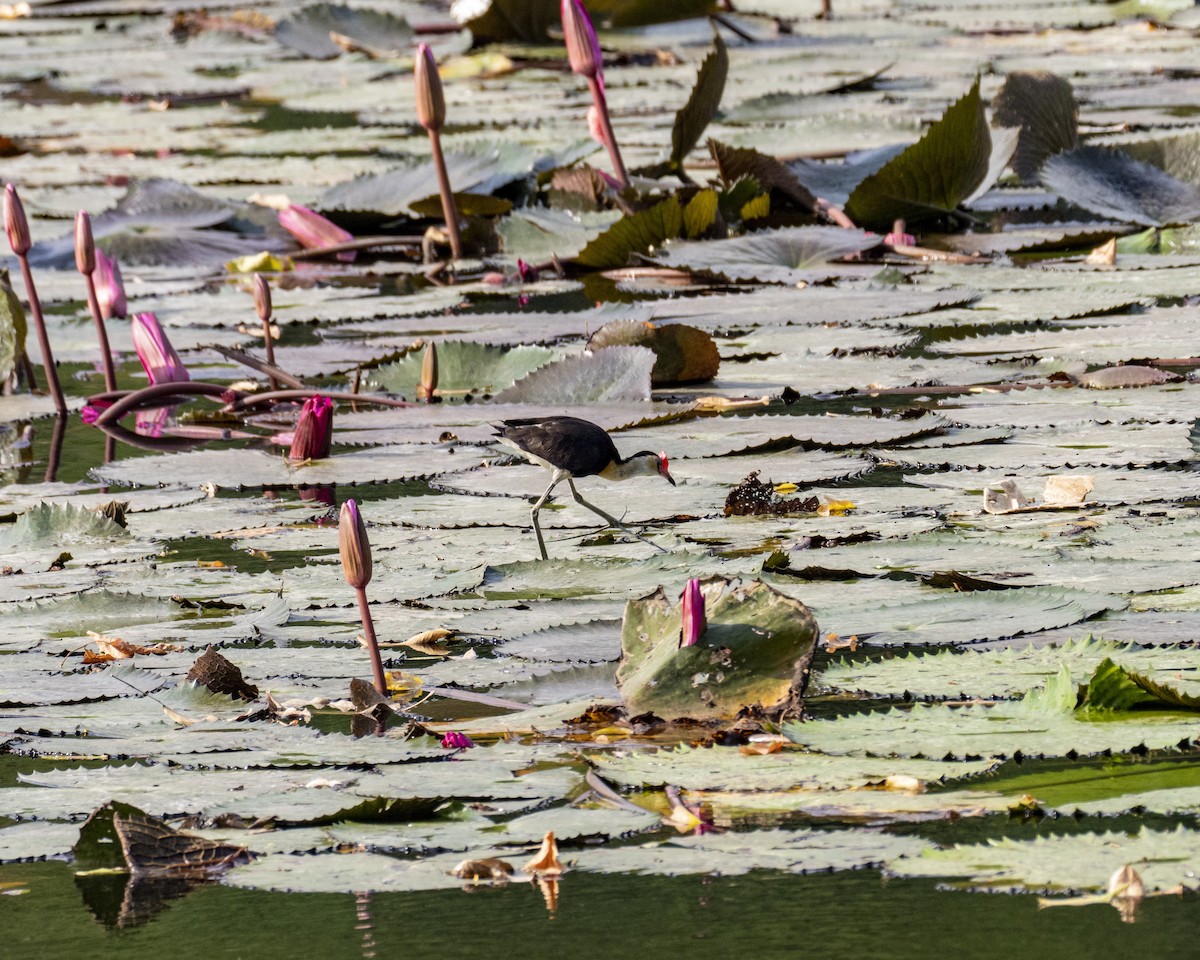 Comb-crested Jacana - ML252100001