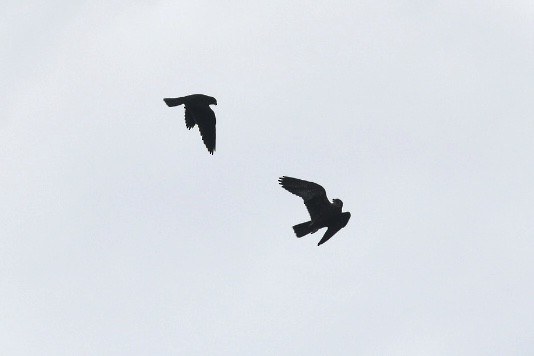 Peregrine Falcon - ML252101401