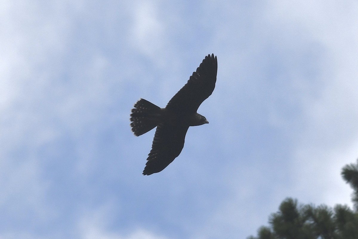 Peregrine Falcon - ML252101471