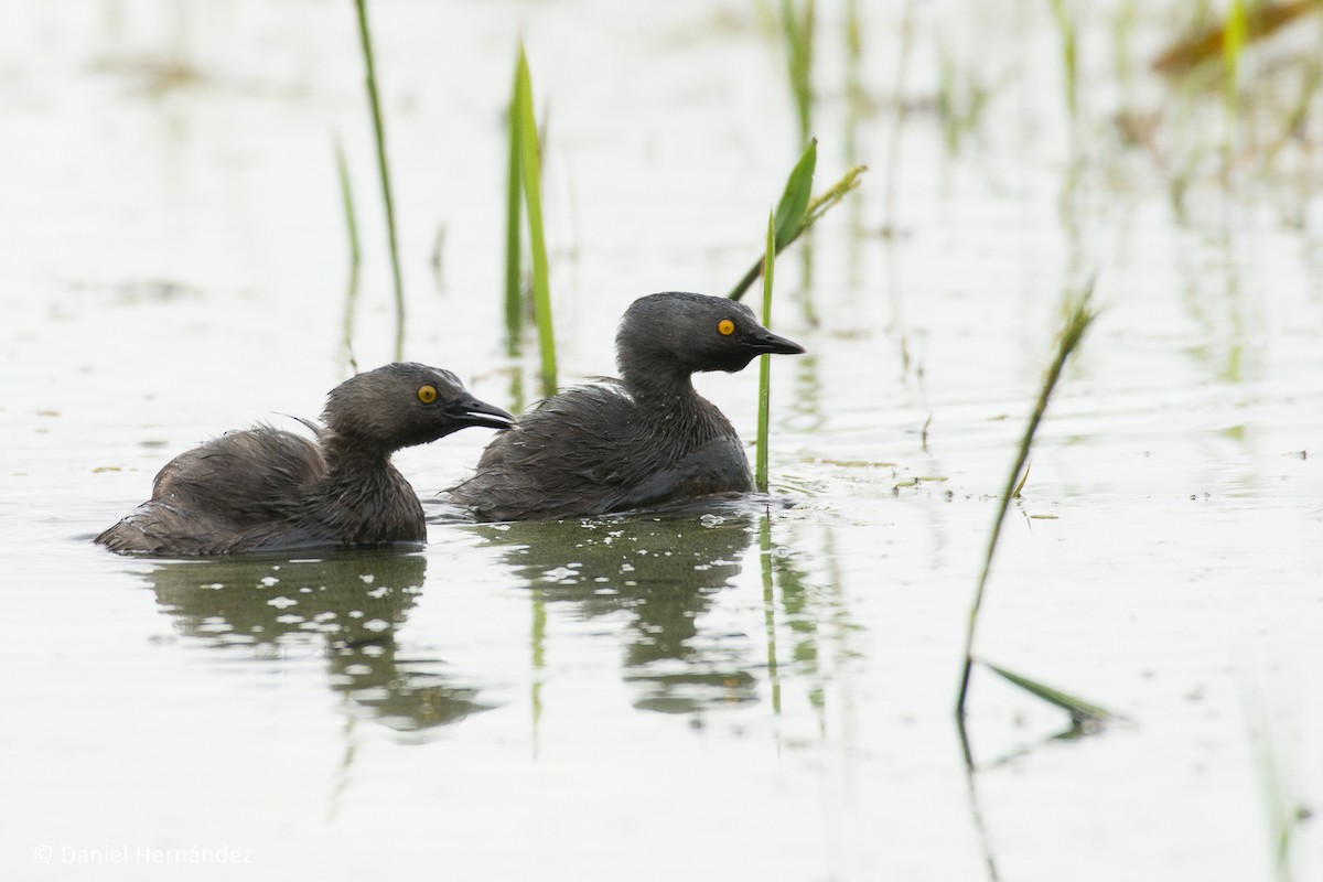 Least Grebe - ML252103171