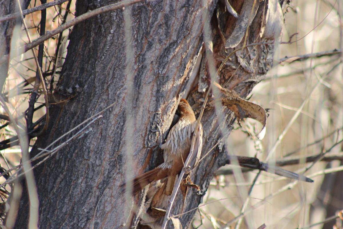 Scimitar-billed Woodcreeper - ML252103931