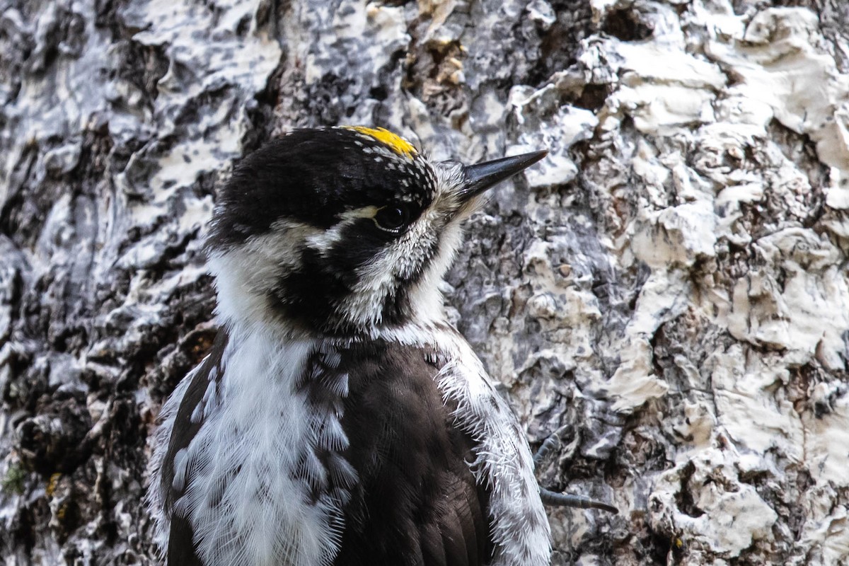 American Three-toed Woodpecker - Bob Friedrichs