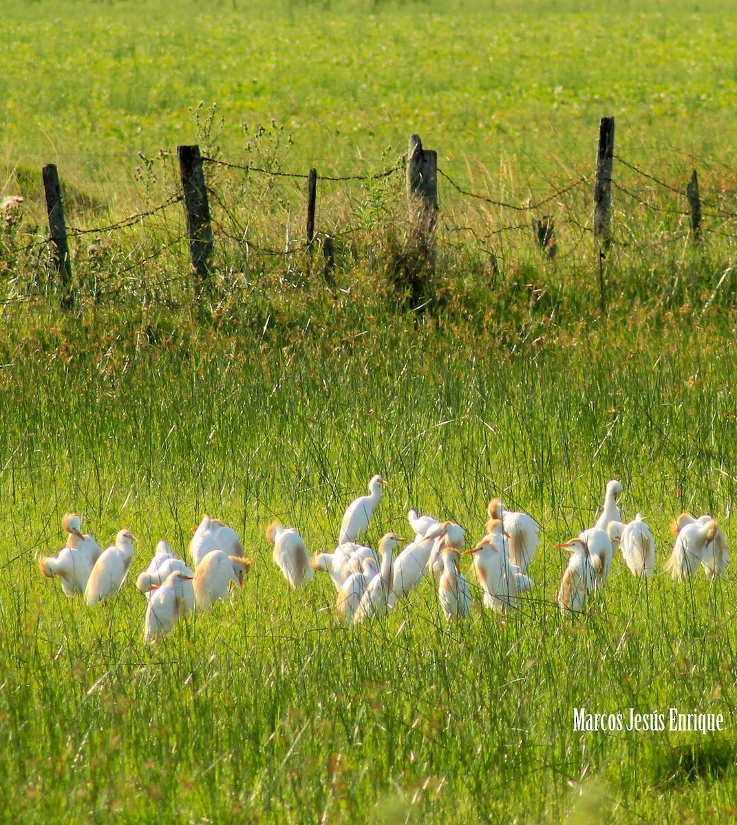 Western Cattle-Egret - jesus  enrique