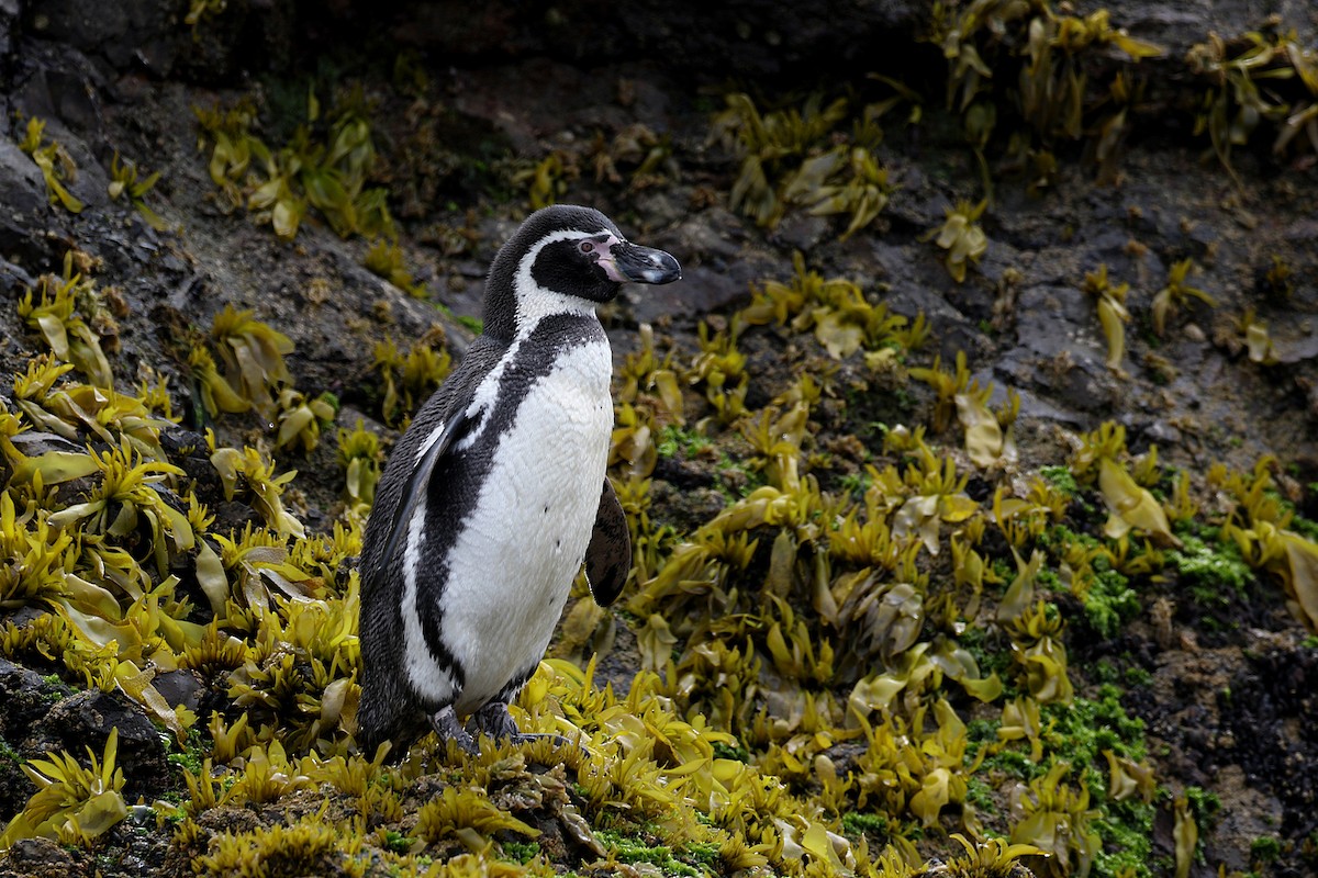 Pingüino de Humboldt - ML252107351