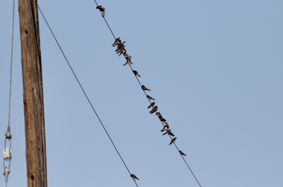 Northern Rough-winged Swallow - Carol Ortenzio