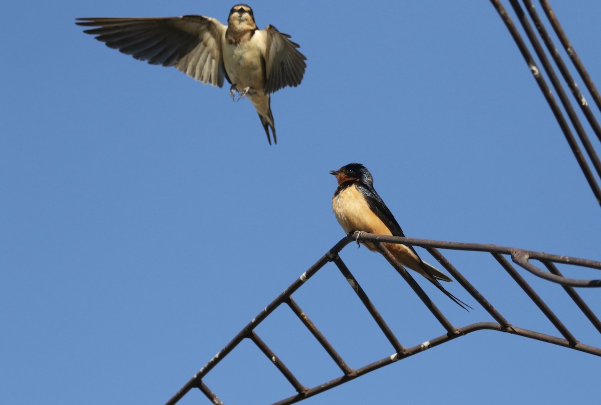 Barn Swallow - Carol Ortenzio