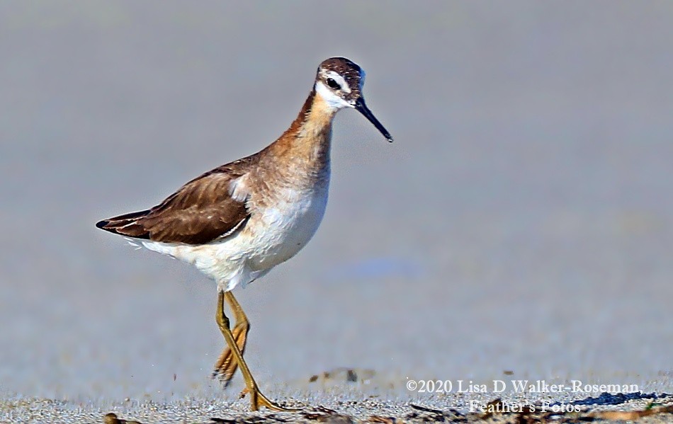 Wilson's Phalarope - ML252110361