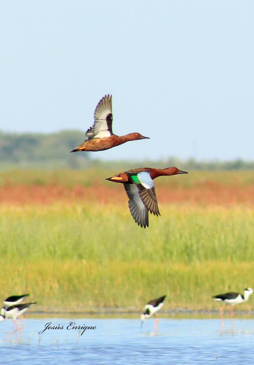 Cinnamon Teal - jesus  enrique