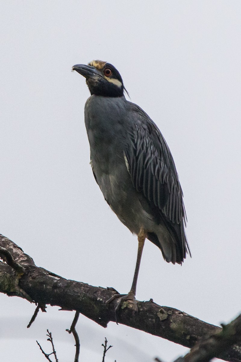 Yellow-crowned Night Heron - ML252110881