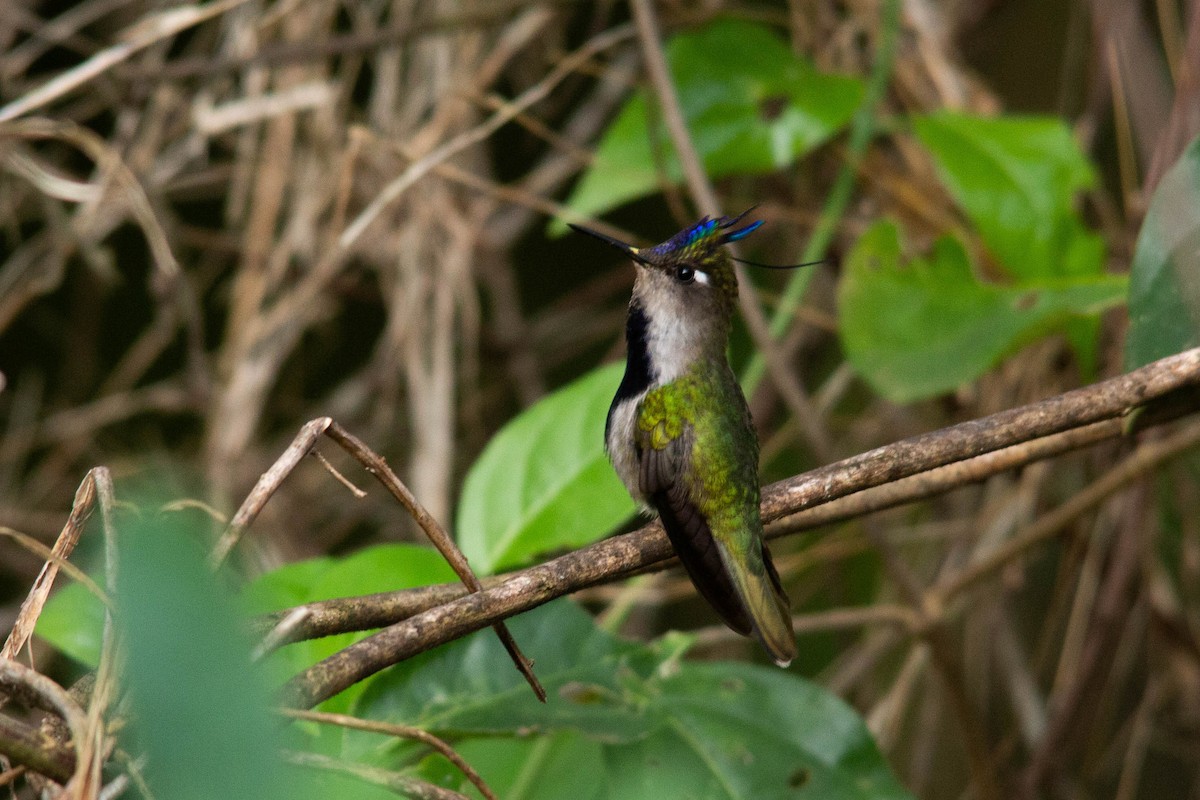 kolibřík paraguayský - ML252111511
