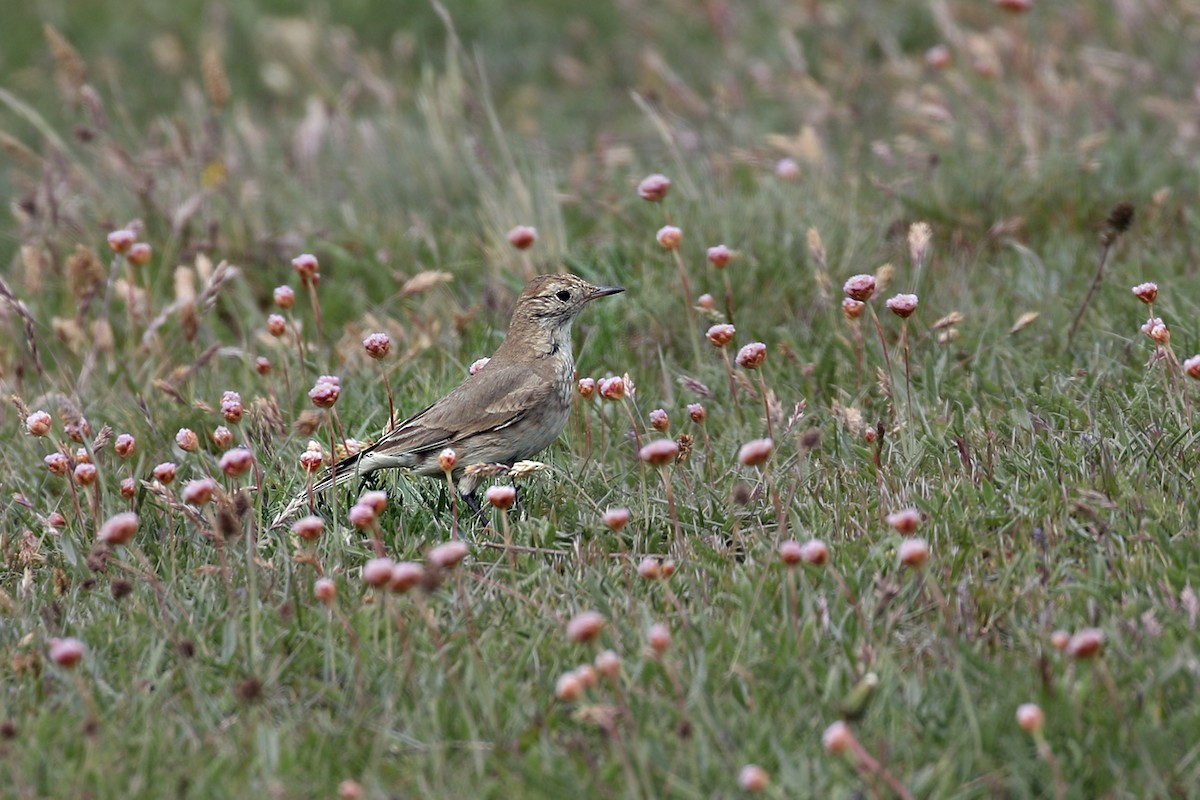 Short-billed Miner - ML252111581