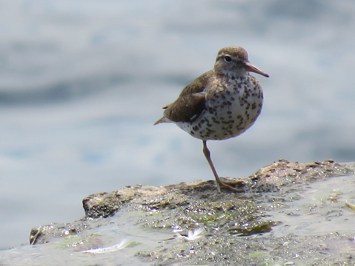Spotted Sandpiper - ML252113871