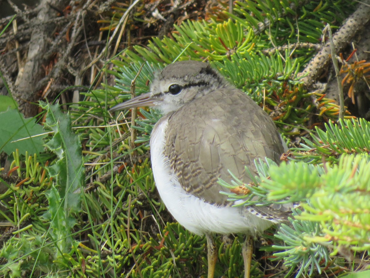 Spotted Sandpiper - ML252113981