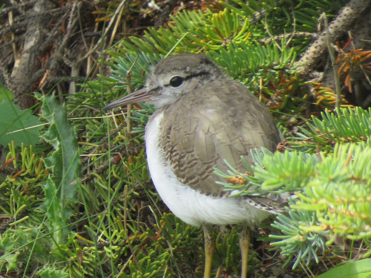 Spotted Sandpiper - ML252114061