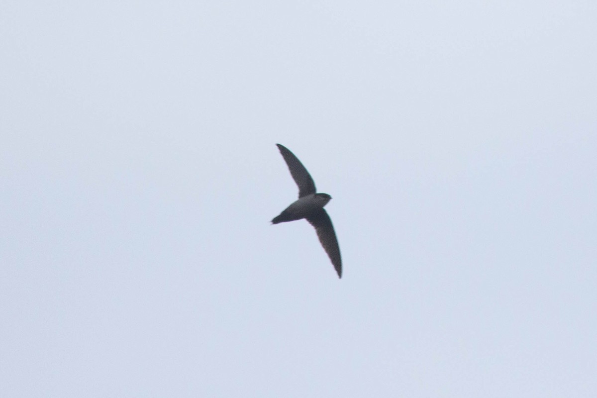 Gray-rumped Swift - ML252115051