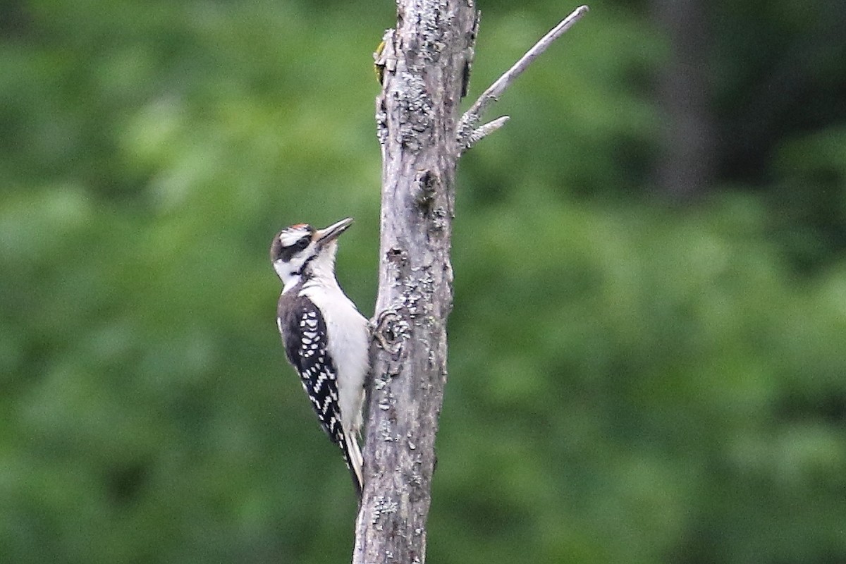 Hairy Woodpecker - ML252116871