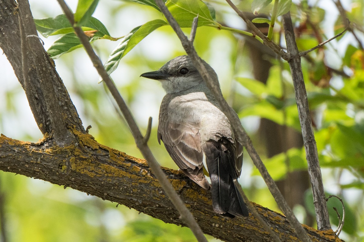 Western Kingbird - ML252117151