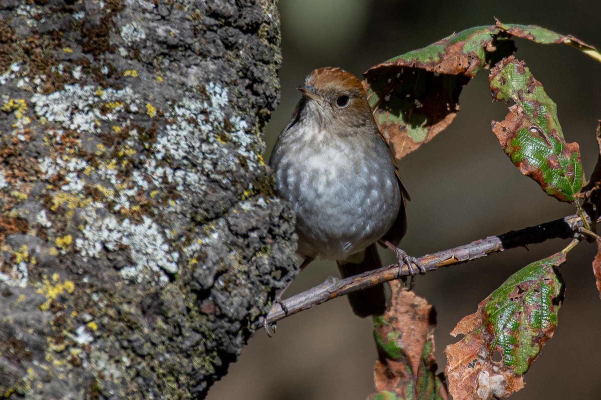 Russet Nightingale-Thrush - ML252117461