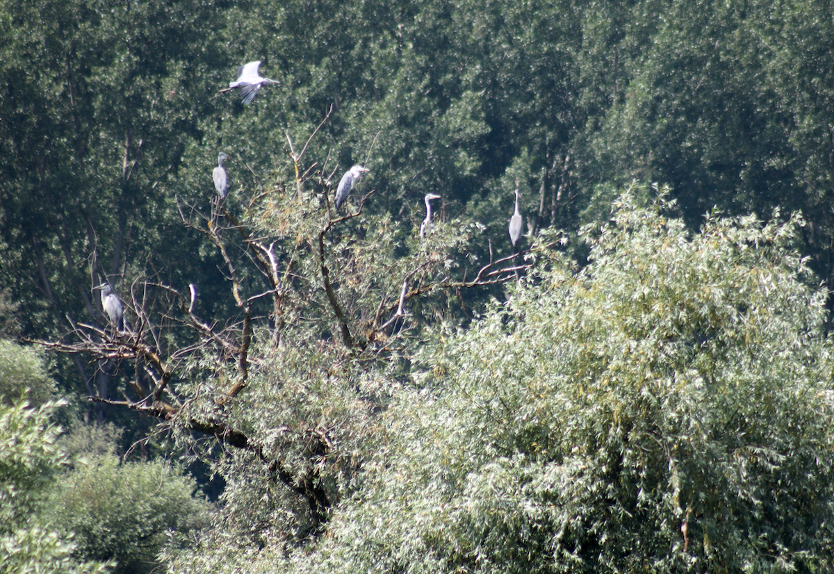 Gray Heron - Zorana Nikodijevic