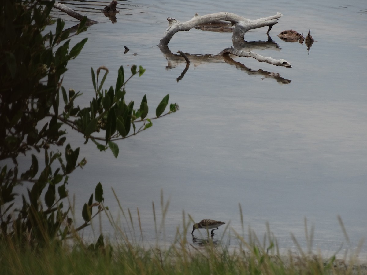 Least Sandpiper - Kenrith Carter