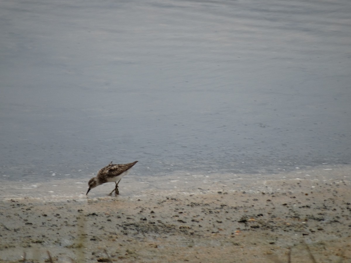 Least Sandpiper - Kenrith Carter