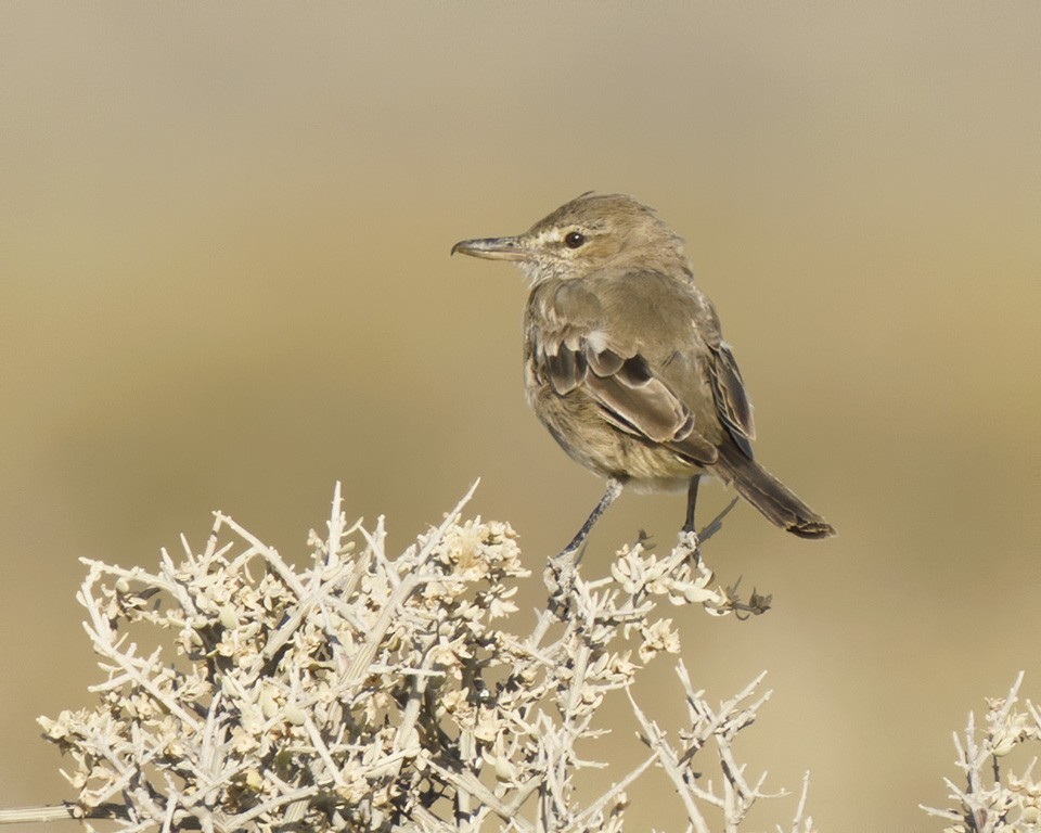 Gray-bellied Shrike-Tyrant - ML252120571