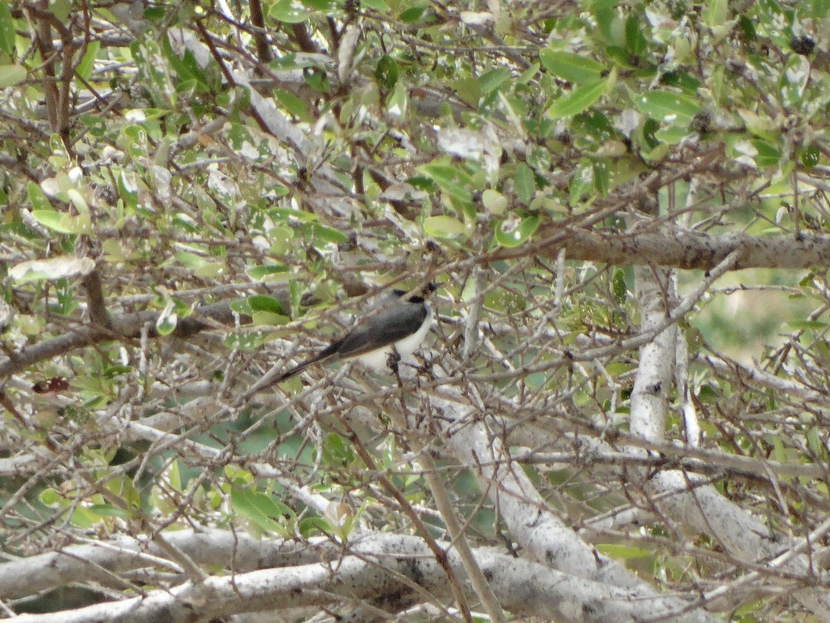 Fork-tailed Flycatcher - Kenrith Carter