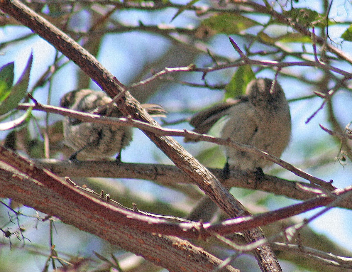 Bushtit - john fitch